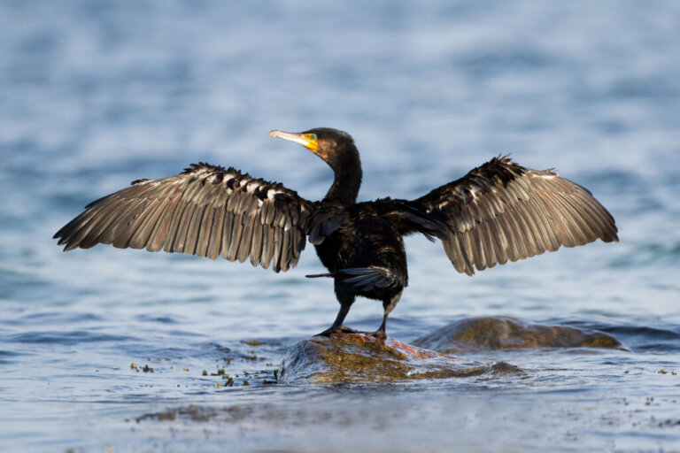 Scoprite il cormorano: habitat, caratteristiche e riproduzione