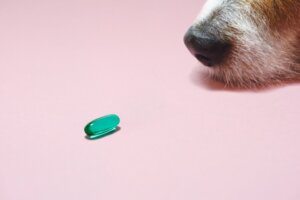 Gabapentin per cani: usi e dosaggio