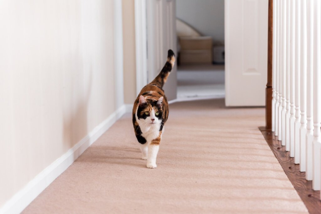 I gatti a casa hanno bisogno di stimolazione sensoriale?