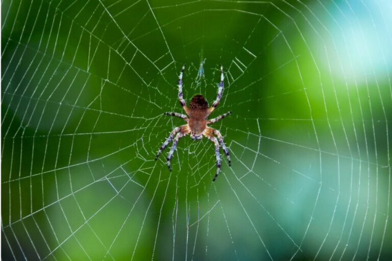 Di cosa è fatta la seta di ragno?