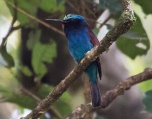 7 aspetti curiosi del gruccione testablu