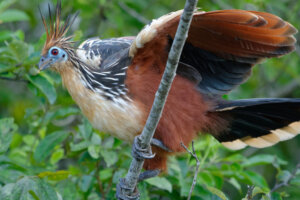 L'hoatzin, un animale straordinario