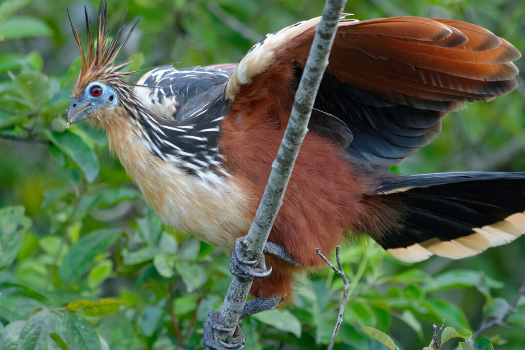 L'hoatzin, un animale straordinario