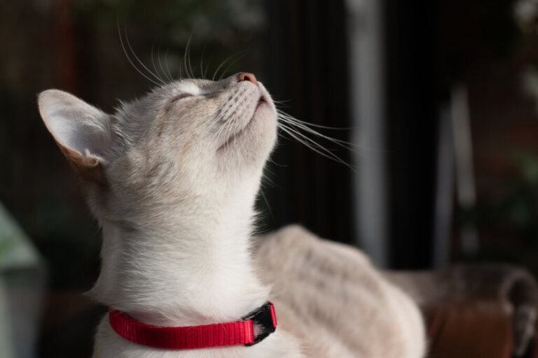Curiosità sull'olfatto dei gatti che non conoscevate