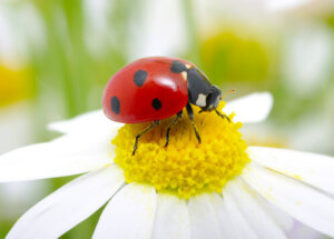 La coccinella comune: quanto bene la conoscete?