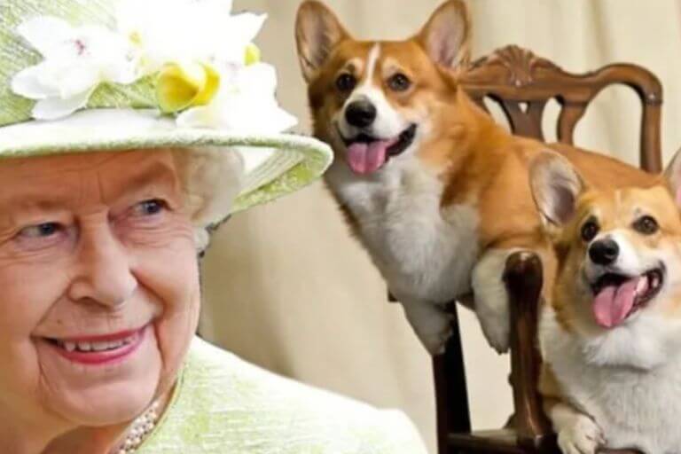 Compagni della corona: scoprite gli inseparabili cani della regina Elisabetta e il suo amore per loro