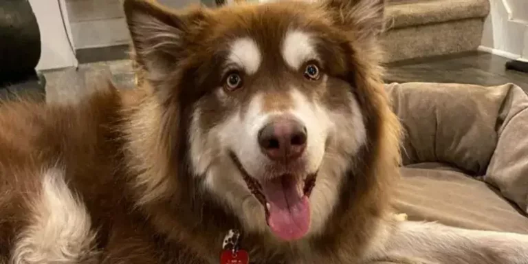 Cane salvato dalla morte ora aiuta i bambini in terapia