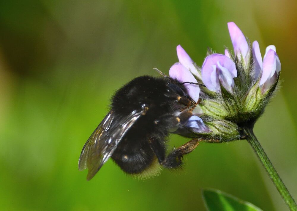 Sapevate che nelle Canarie si trova una particolare specie di bombo?