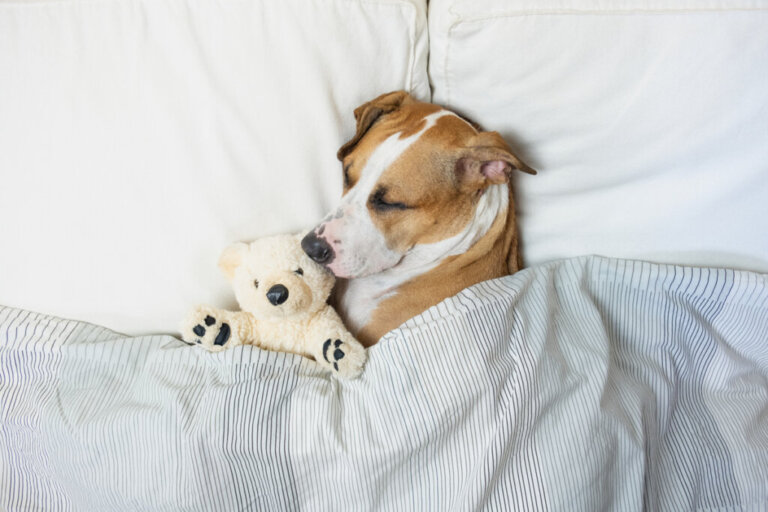 10 fattori che influenzano il sonno del cane