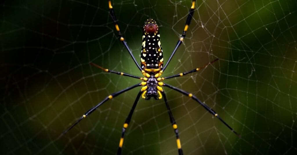 Il ragno Joro: habitat, caratteristiche e riproduzione