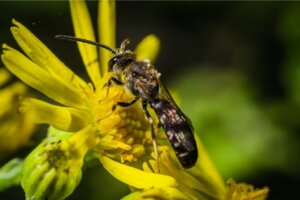 5 curiosità sulle api giganti