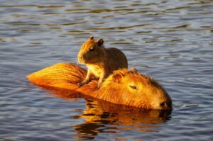 Perché il capibara è considerato l'animale più amichevole del mondo?