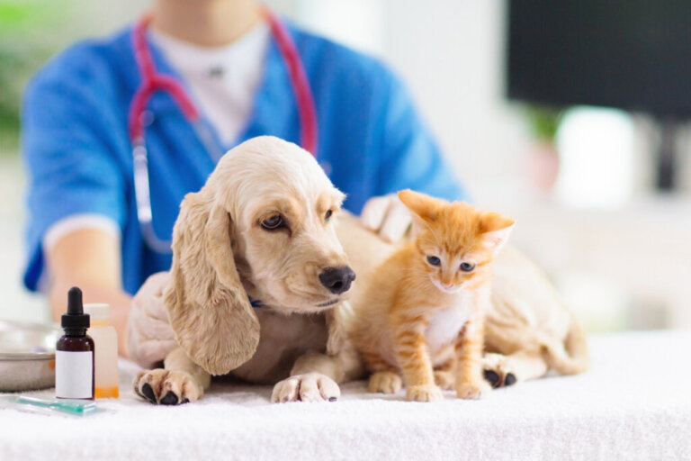 Consigli del veterinario per un'adozione responsabile di cani e gatti