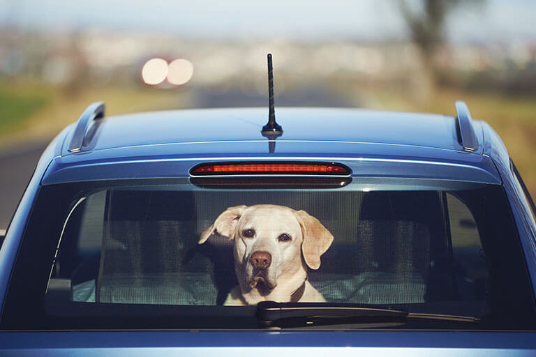 Evitate incidenti con i vostri animali domestici durante i viaggi in macchina