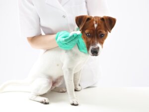 Parafimosi nei cani: caratteristiche, cause e trattamento