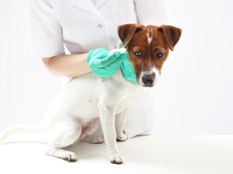 Parafimosi nei cani: caratteristiche, cause e trattamento