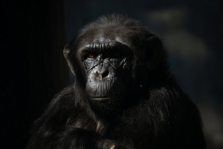Perché le femmine di scimpanzé evitano gli esseri umani?