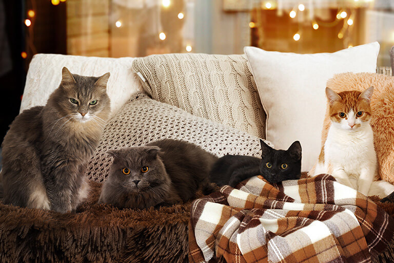 Conoscete l'età approssimativa del vostro gatto?