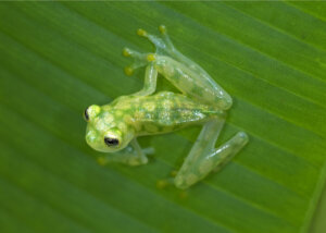 I segreti della trasparenza delle rane di vetro