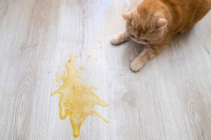 Cosa fare se il gatto vomita dopo aver mangiato