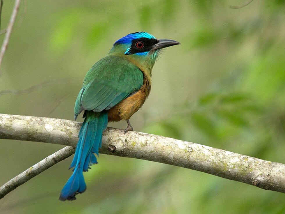 Motmot capoblu: habitat e caratteristiche