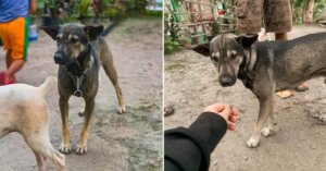 Non ha smesso di abbaiare finché un motociclista non lo ha seguito, trovando un neonato