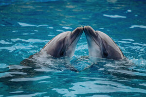 Sapete quali animali fanno sesso per piacere?