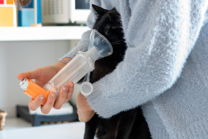 Asma nei gatti: tutto quello che c'è da sapere