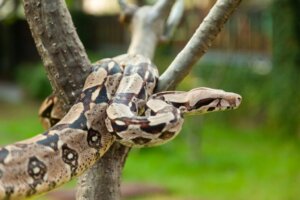 8 specie di boa constrictor