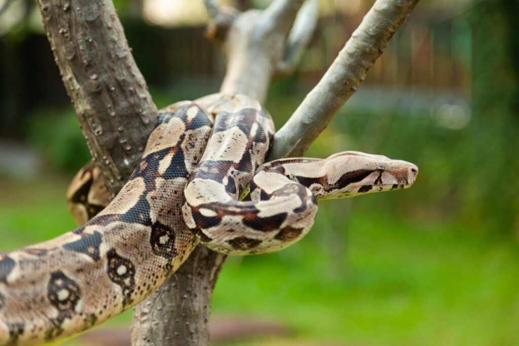 8 specie di boa constrictor
