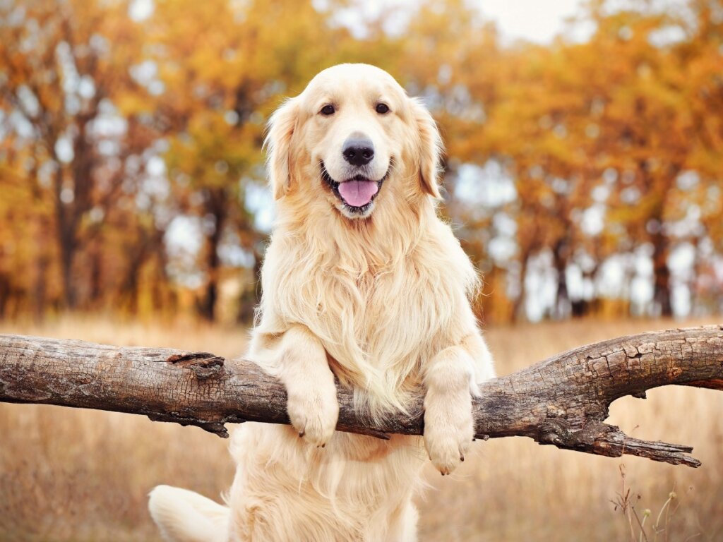 7 curiosità sul golden retriever