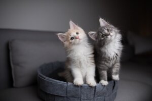 Feromoni per gatti, cosa sono e come si usano?