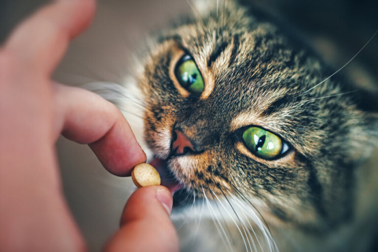 Aspirina ai gatti? No, ecco perché