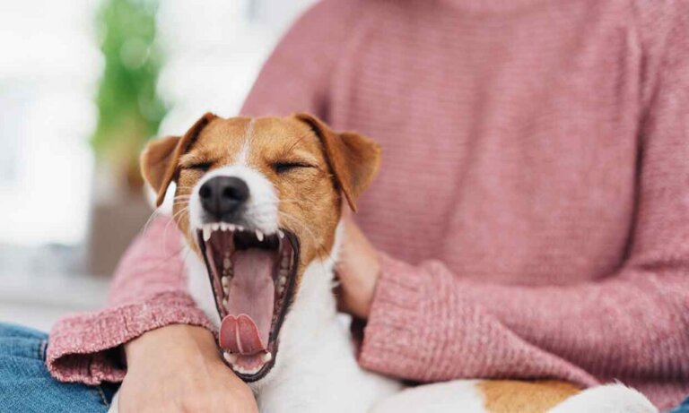Come gestire lo stress nei cani?