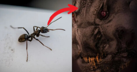 La foto di una formica in primo piano: è spaventosa