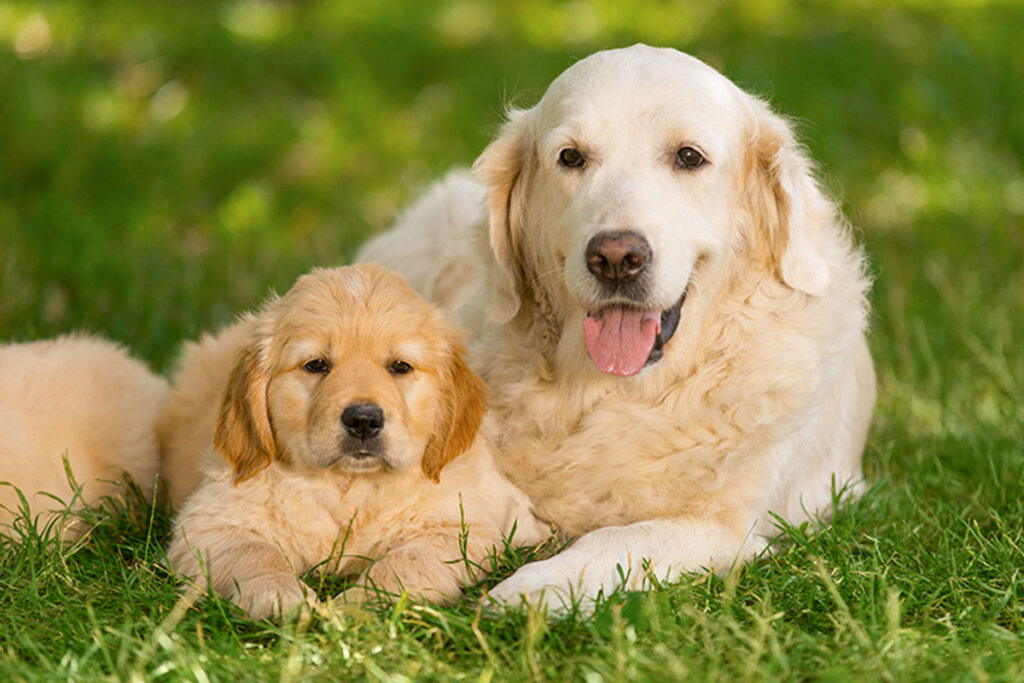 Come capire la taglia da adulto di un cucciolo