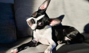 Perché è pericoloso tagliare la coda al cane?