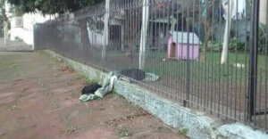 Che grande generosità: cagnolina adottata condivide la sua coperta con un peloso randagio