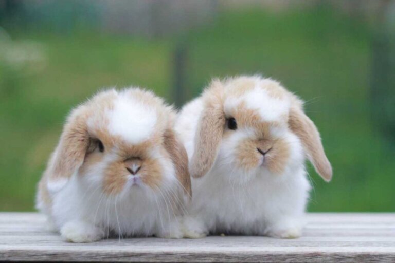 Rabbia nei conigli: cause, sintomi e trattamento