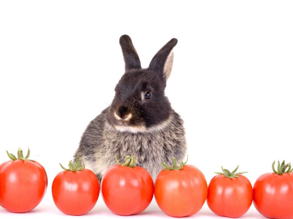 I conigli possono mangiare il pomodoro?