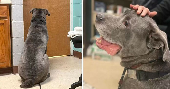 Cagnolino piange quando il suo padrone è costretto a lasciarlo in un rifugio
