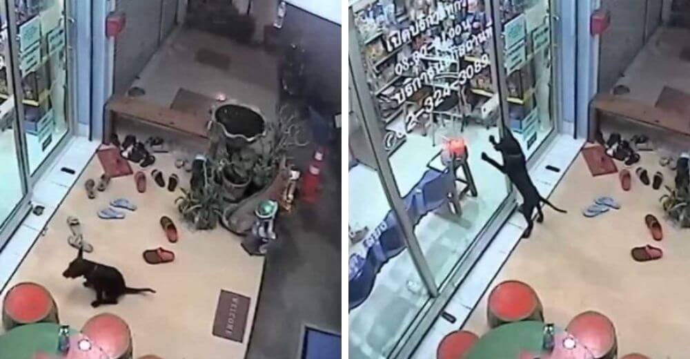 Cagnolino smarrito raggiunge il suo veterinario in cerca di aiuto