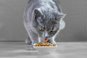 Come cambiare la dieta al gatto?