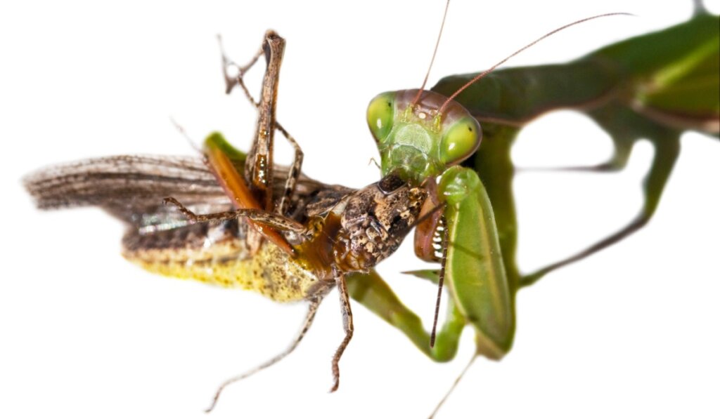 La mantide religiosa è velenosa?