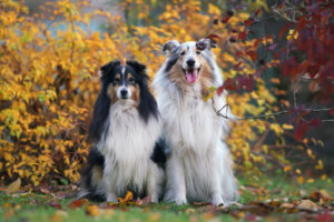 Cani merle: cosa sono e quali razze presentano questa mutazione?