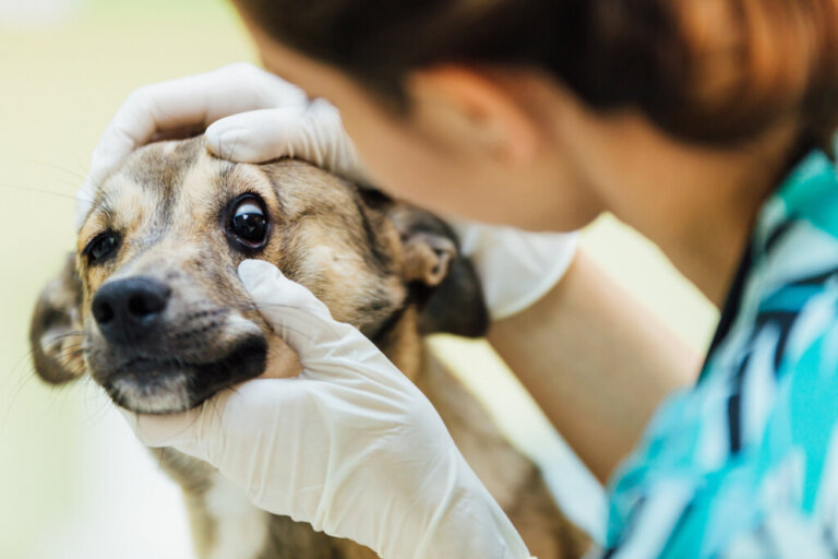 Anisocoria nei cani: cause, diagnosi e trattamento