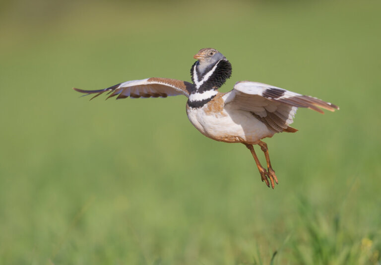 Gallina prataiola: tutto su un uccello “prossimo alla minaccia” di estinzione