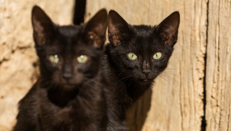 7 curiosità sui gatti neri