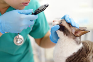Ulcere corneali nei gatti: cause, tipi e trattamenti