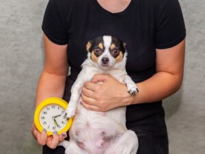 9 segni che una cagna sta per partorire